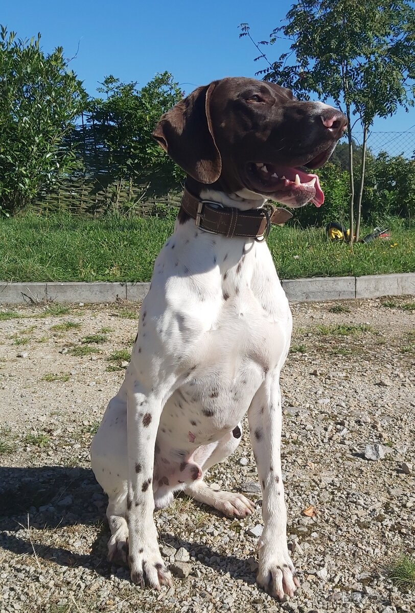 Nabídka krytí - německý ohař krátkosrstý