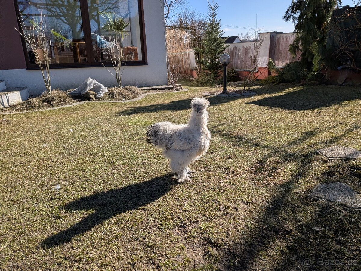 Kohouti hedvábnicky