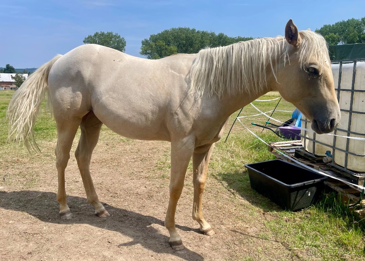 Palomino kobylka Aph