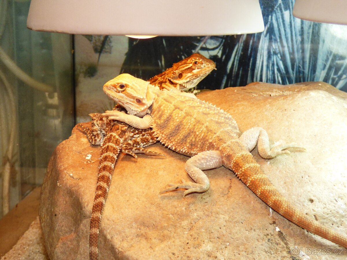 Agama vousatá (Pogona vitticeps)