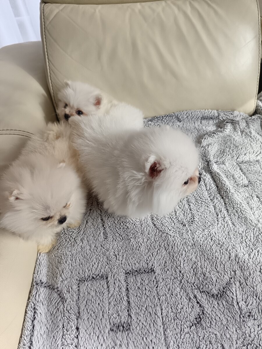 Pomeranian