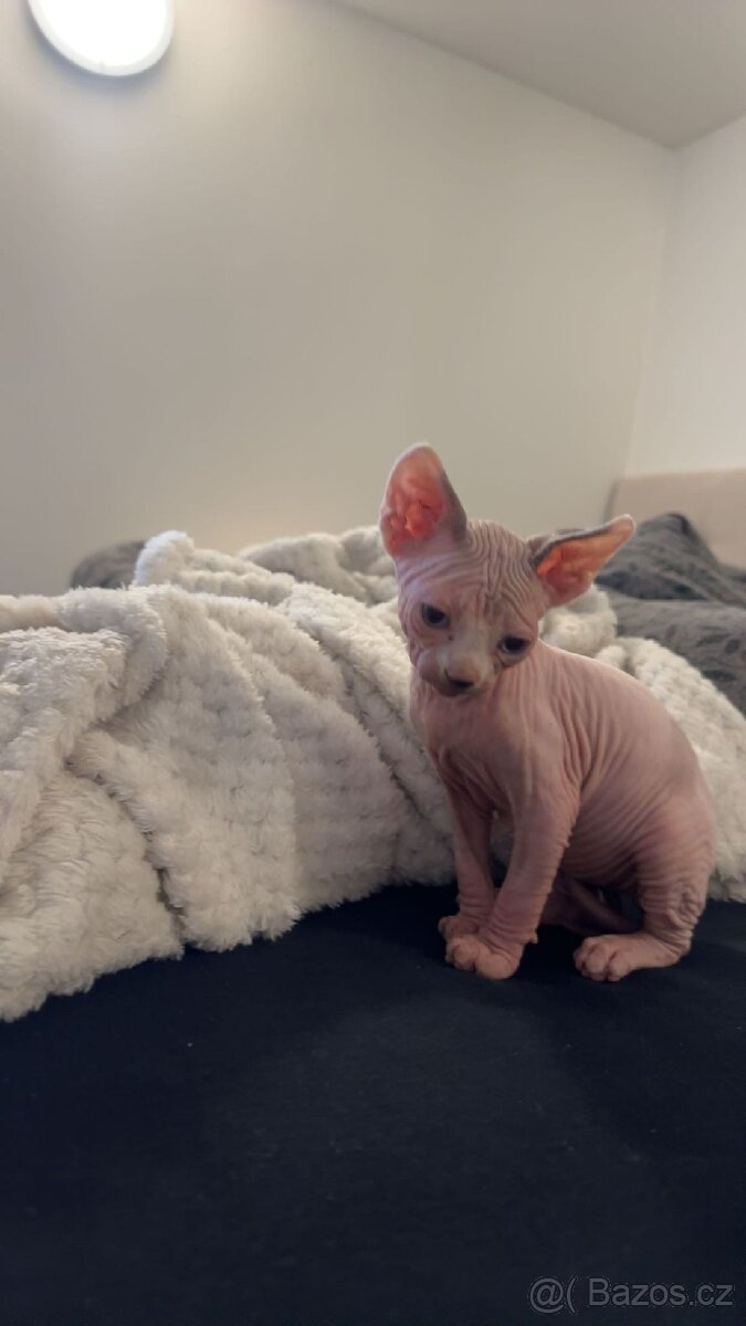 Koťe Sphynx
