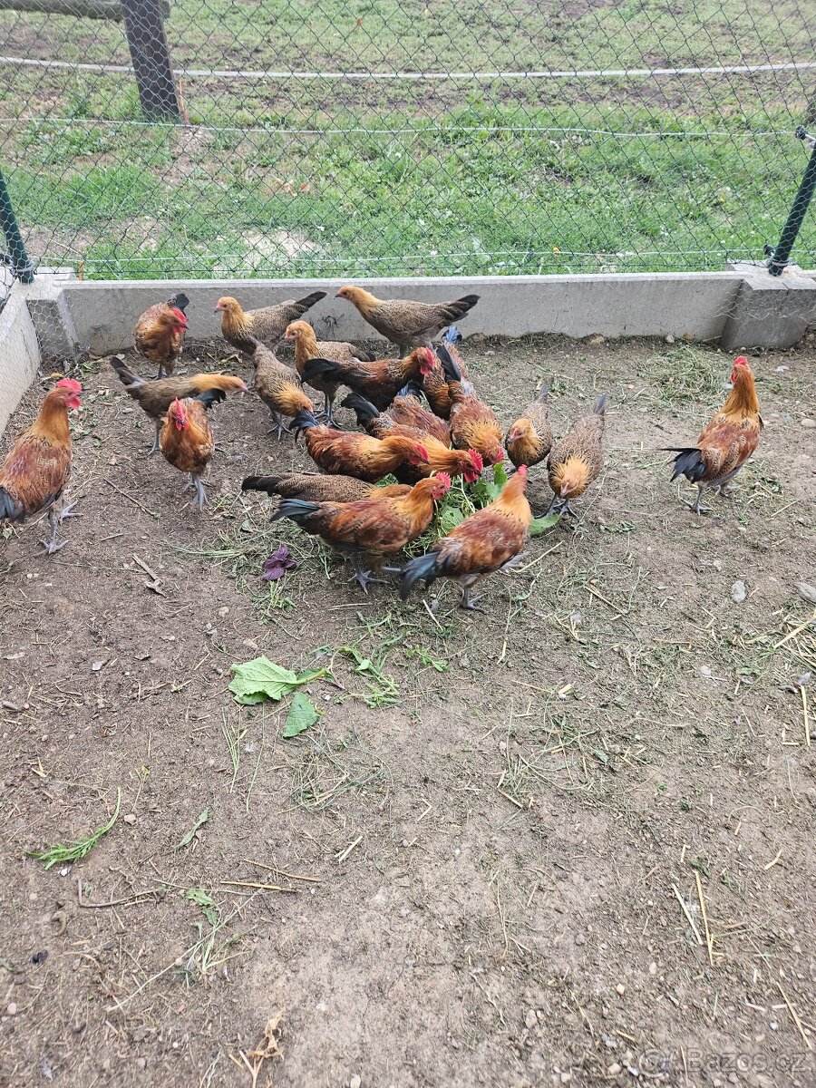 Kohouti Česká zlatá kropenka