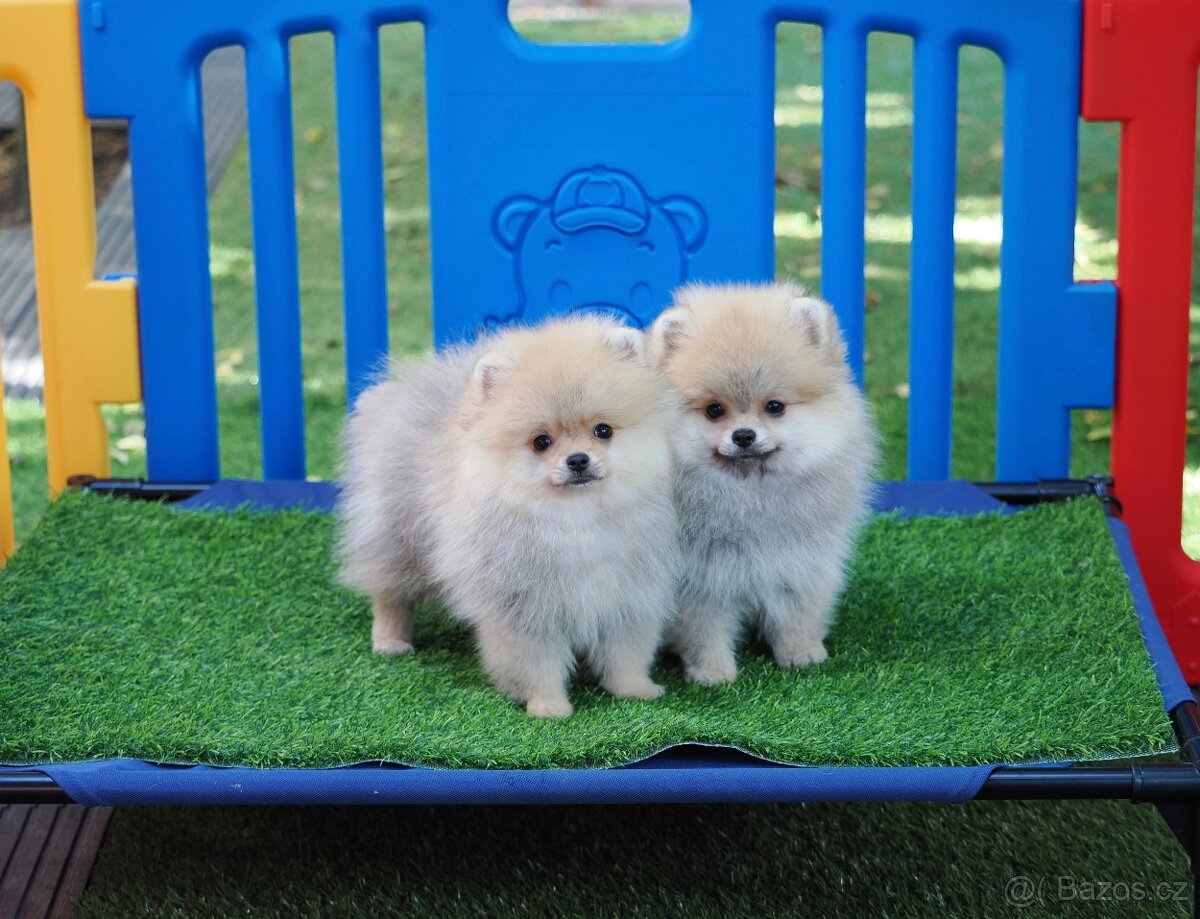 Pomeranian štěňátka s PP
