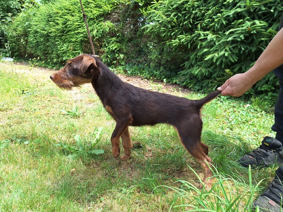 Jagdterier Fena hnědá