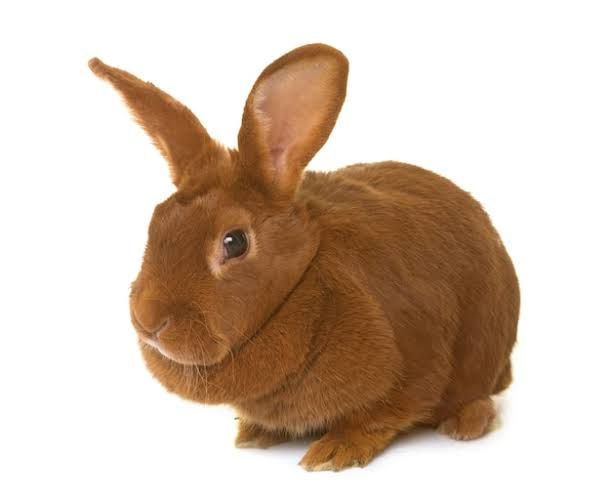 Burgundský králík