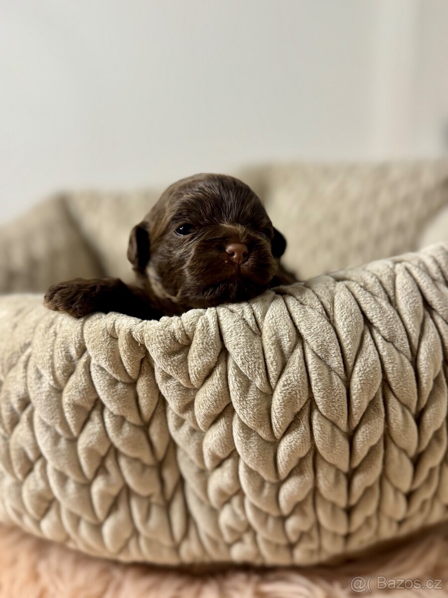 Štěně ruská barevná bolonka s PP