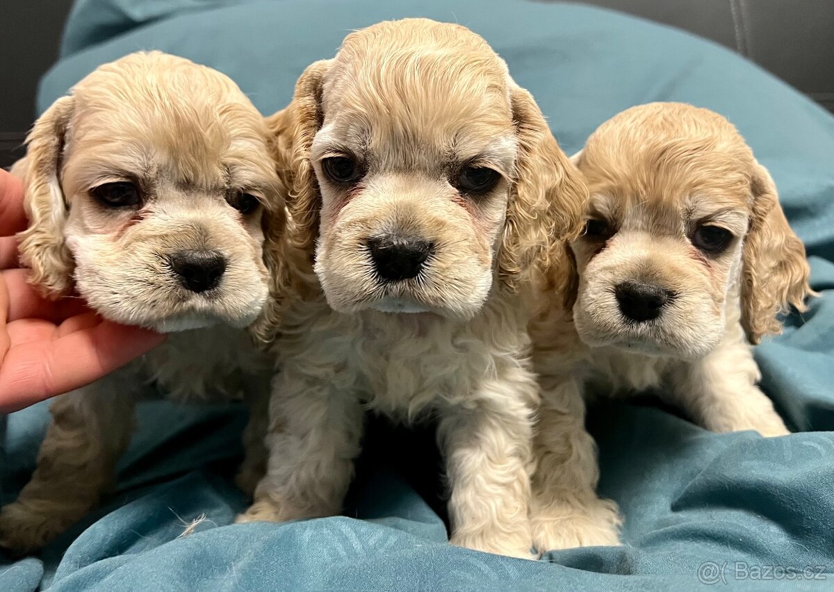 Americký kokršpaněl s PP