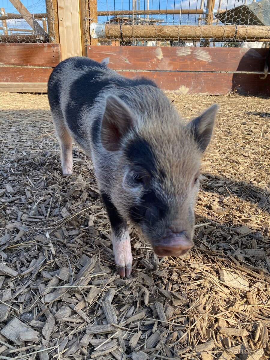 Gottingentská miniprasátka
