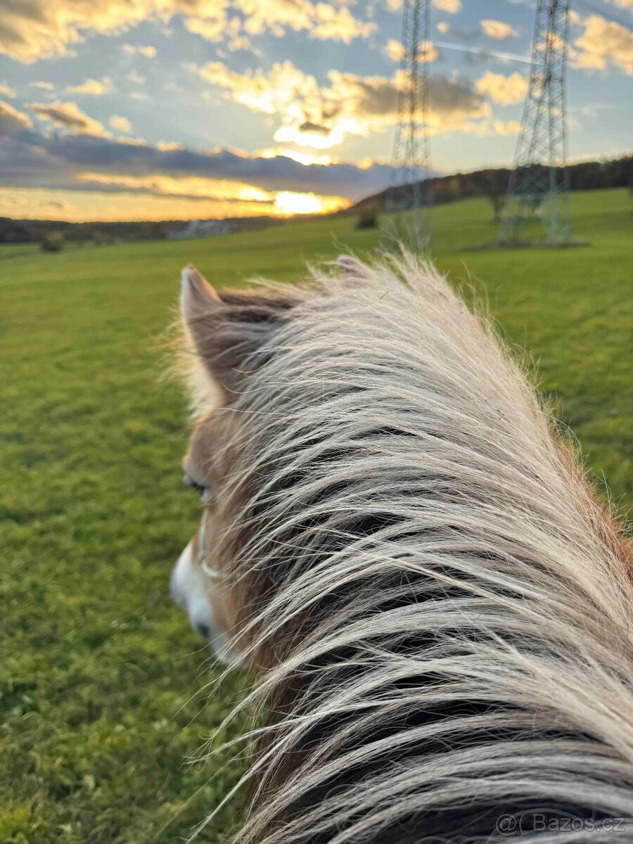 pastevní ustájení koní Dobříš