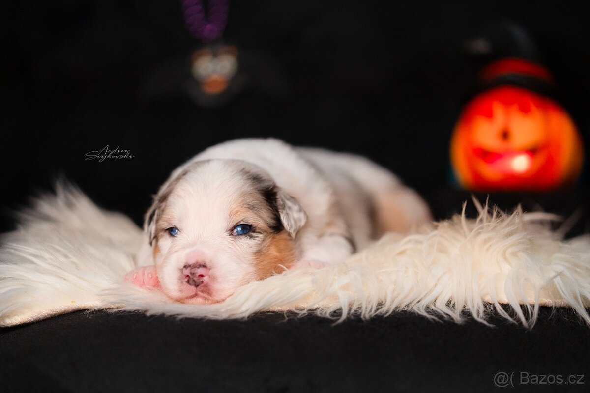 Australský ovčak - štěně s PP na prodej