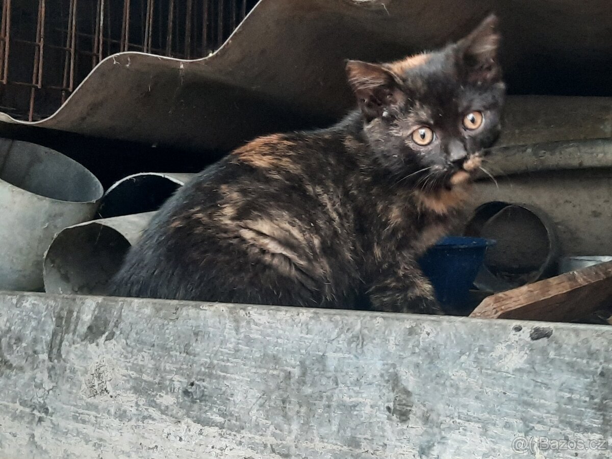 Daruji tříbarevnou kočičku