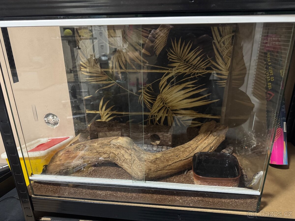 Užovka červená Anery