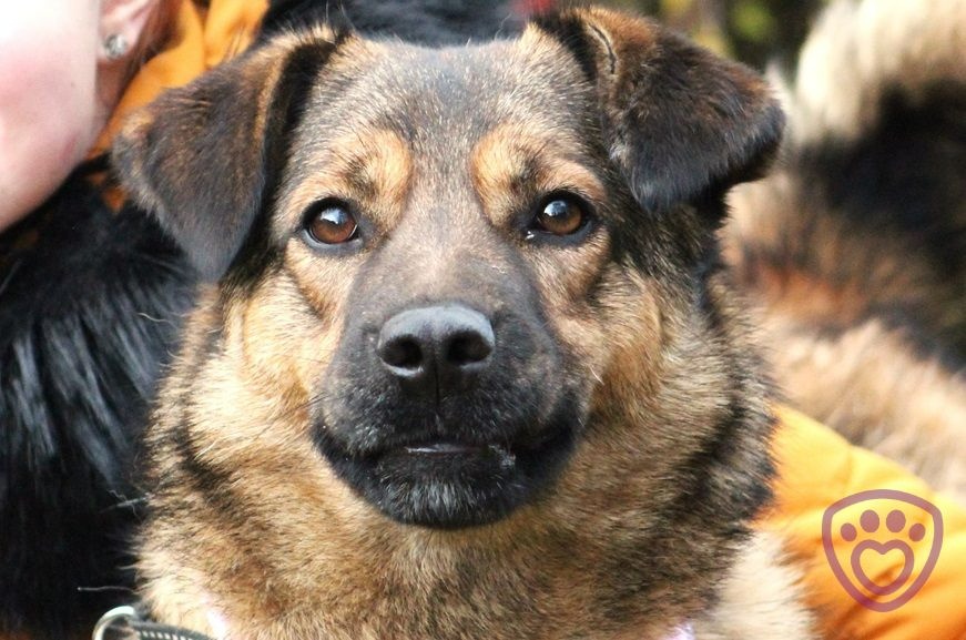 Guliana - fenka k adopci