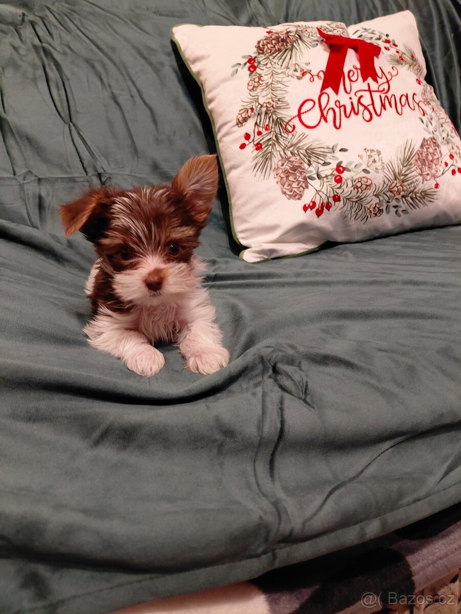 Jorkšírský teriér Biewer