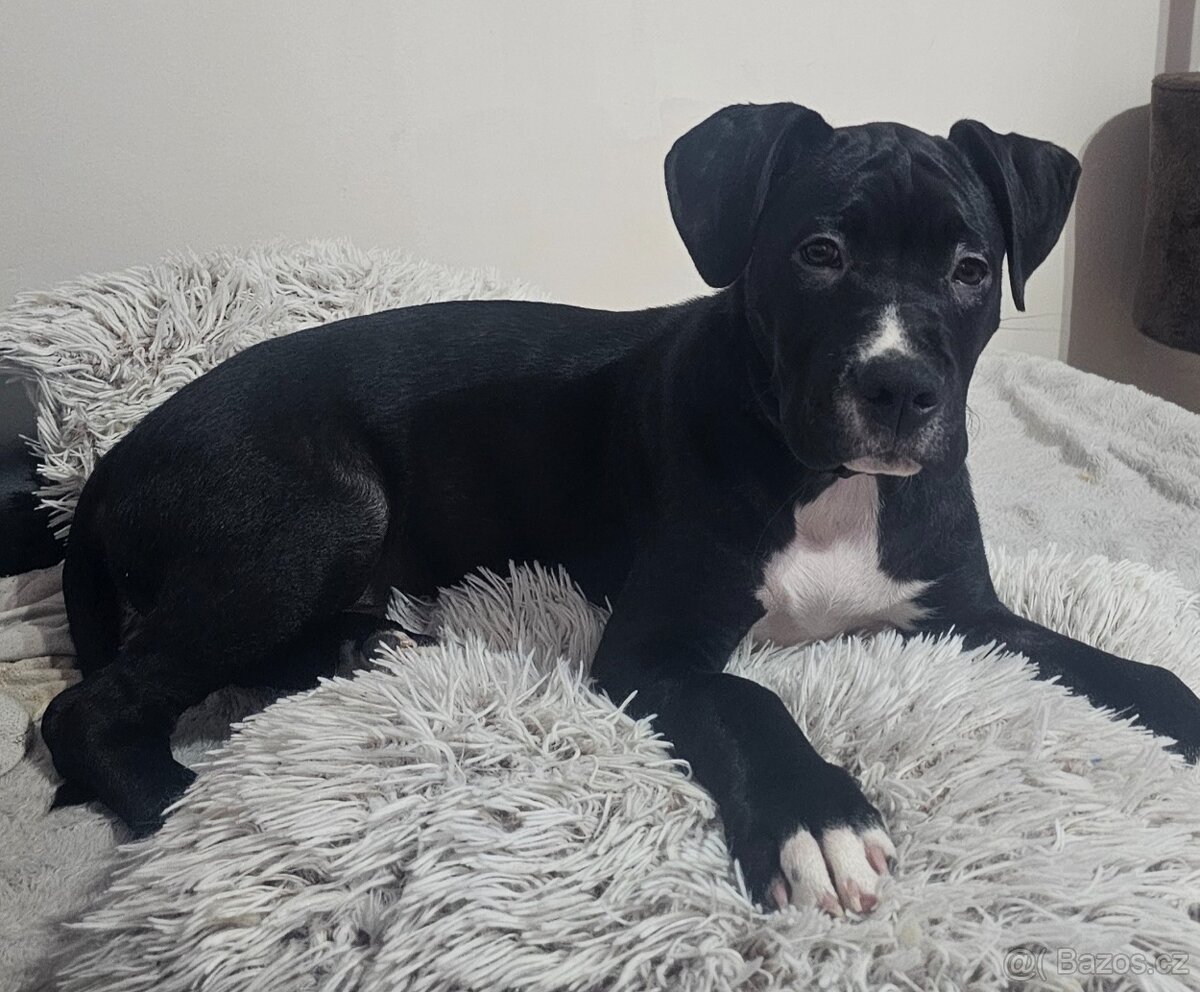 Americký stafordšírský terier