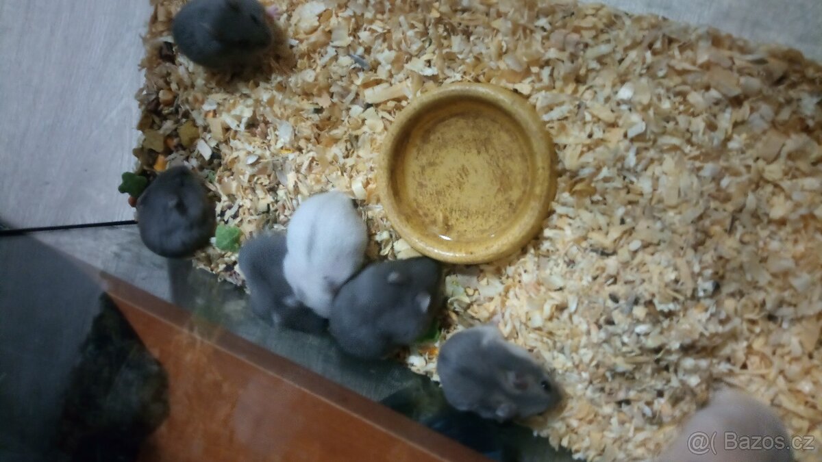 Křeček džungarský