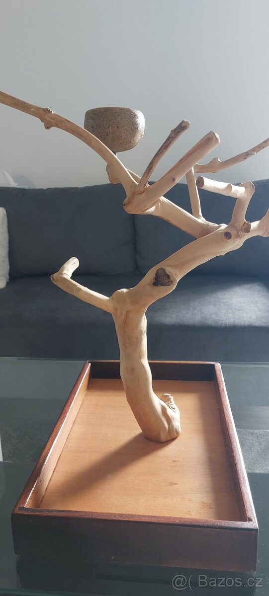 Strom z kávovníku