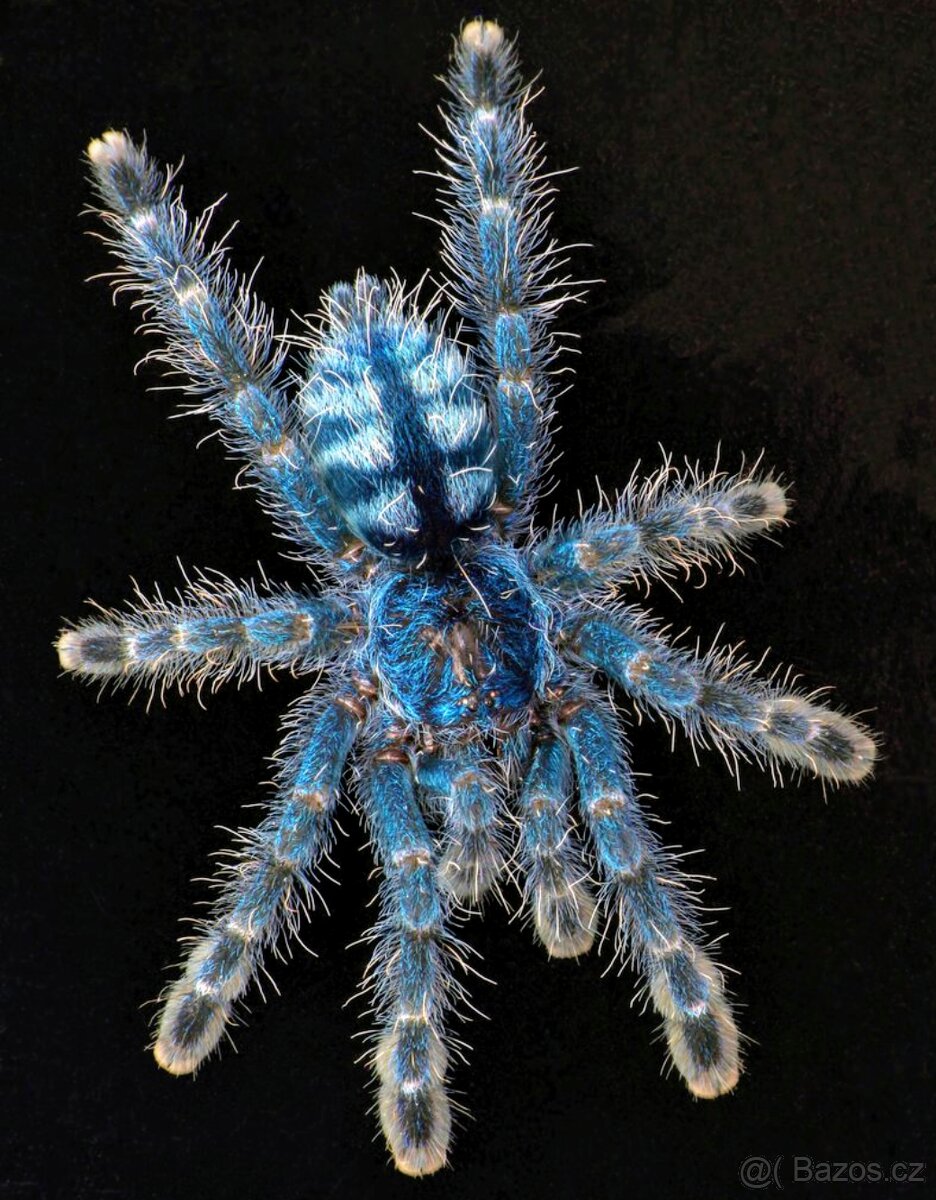 Avicularia versicolor