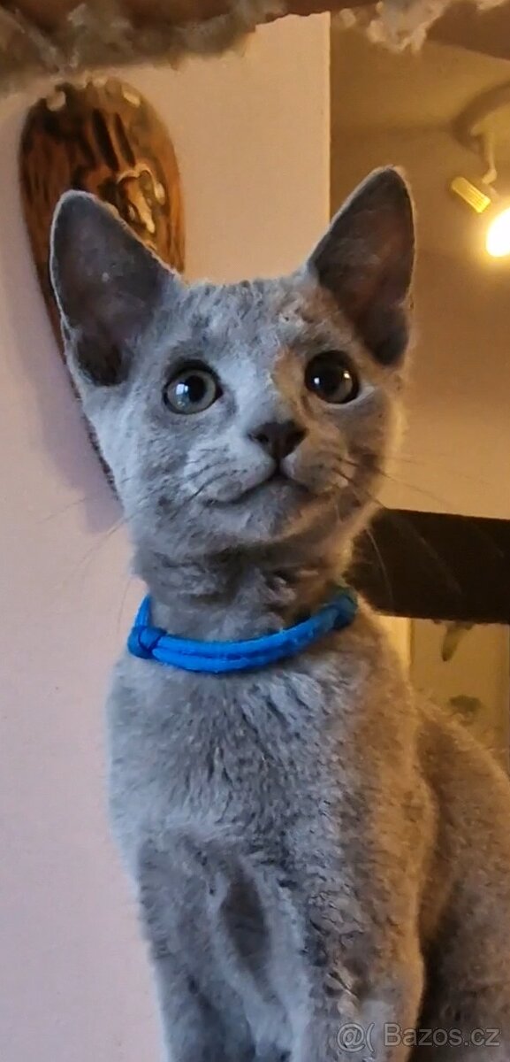 Ruska modrá koťátka s pp