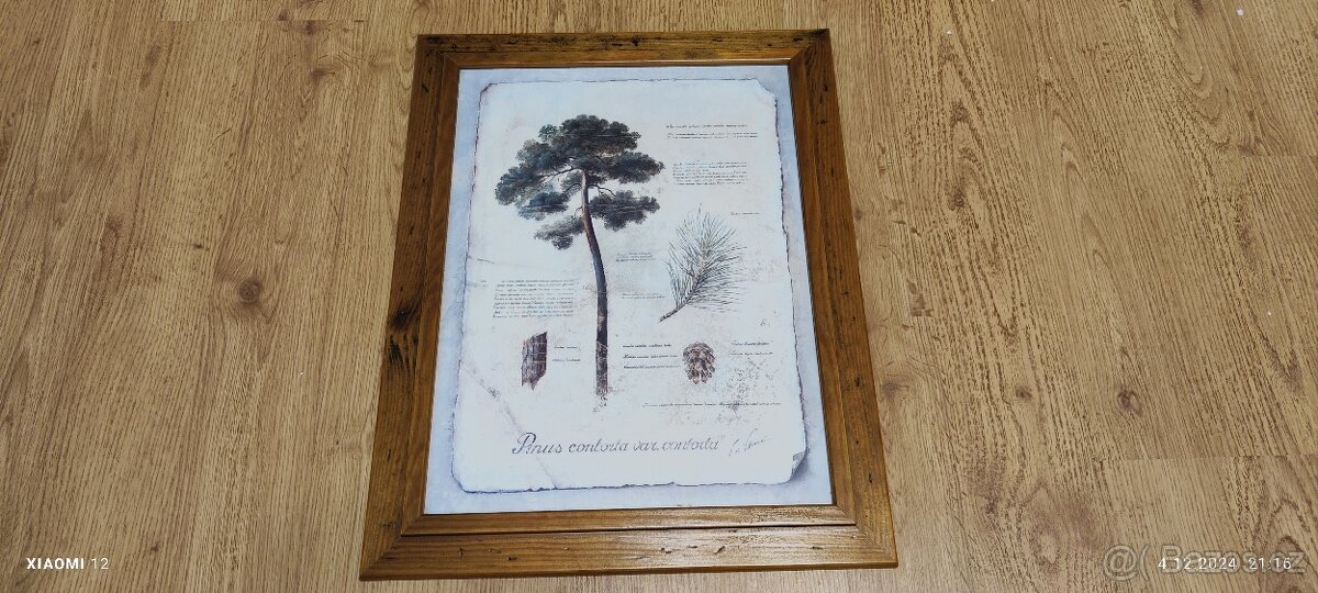 Obraz - borovice, dřevěný rám, rozměr 37x47 cm