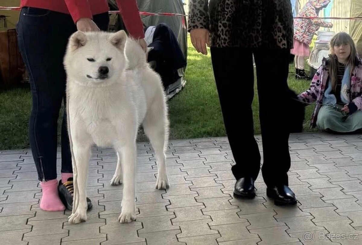 Akita Inu s PP