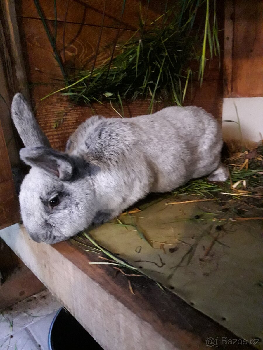 Velký světlý stříbřitý