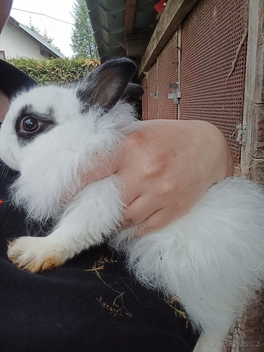 Krásní a mazlivý králíčci