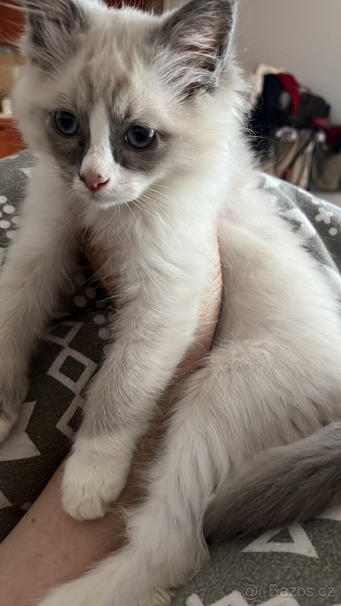 Ragdoll bez pp