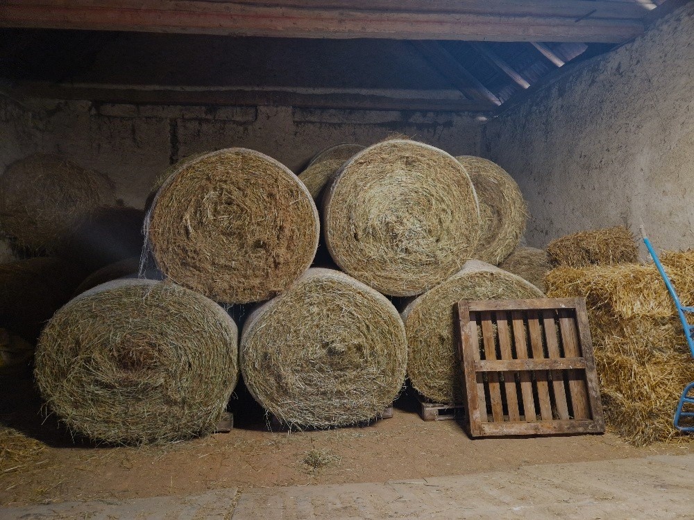 Loňské seno kulaté balíky 150cm