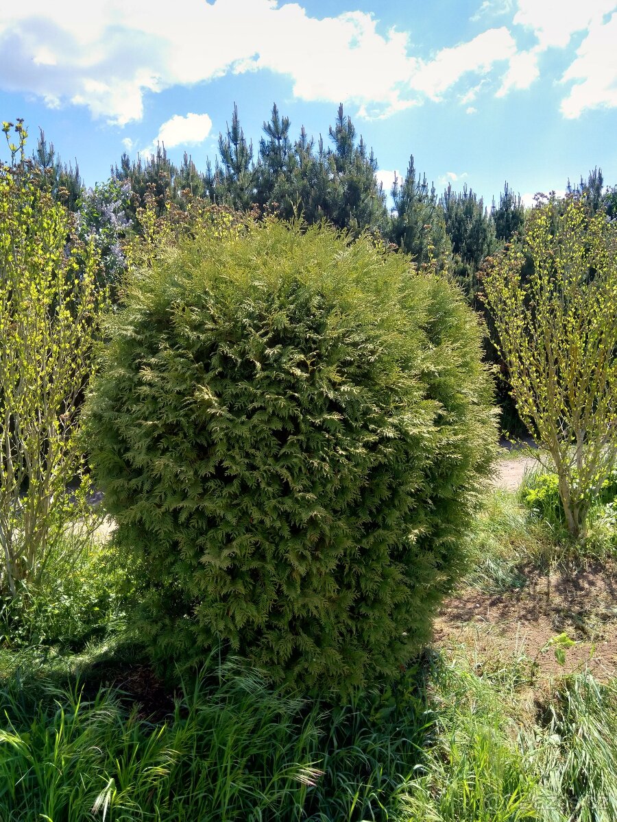 Thuja,tůje vzrostlá a krásná do zahrady