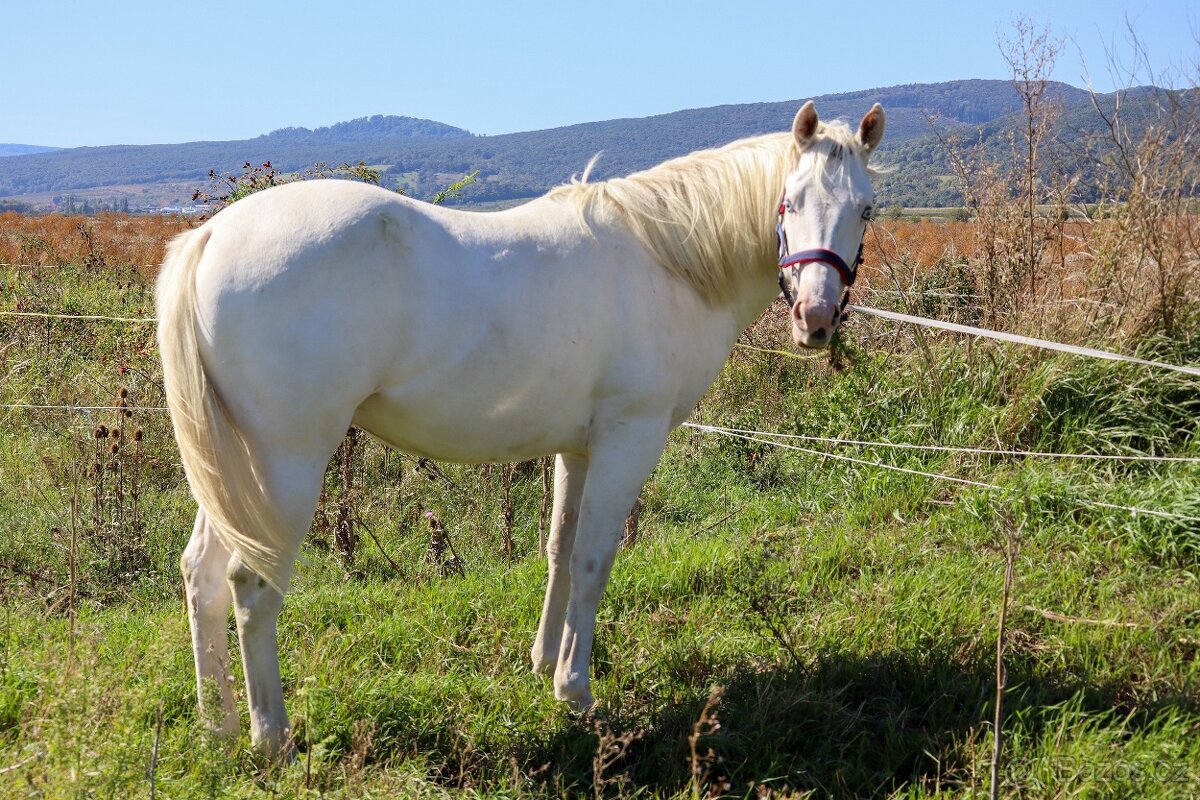Paint horse , aph žrebček