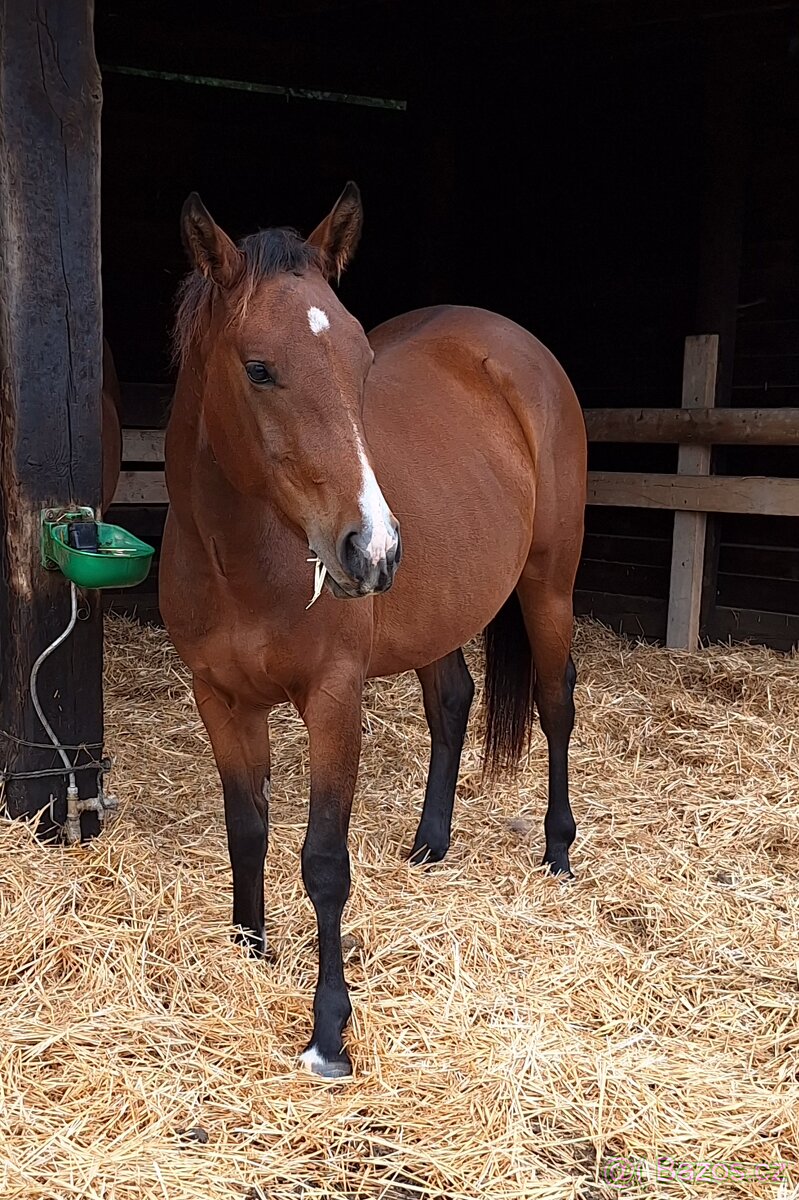 Quarter Horse 2,5 ročná kobylka