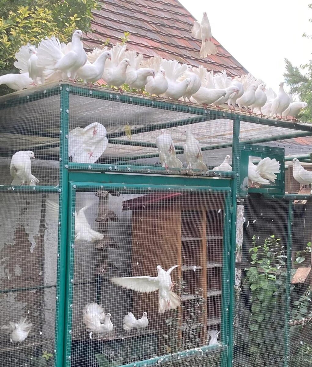 Prodám bílé pávíky – Sedlčansko