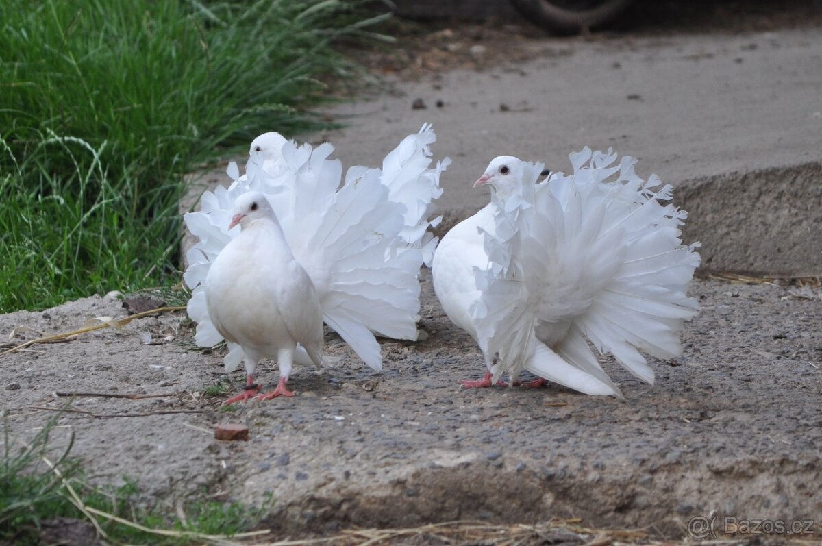 Anglický pávík bílý