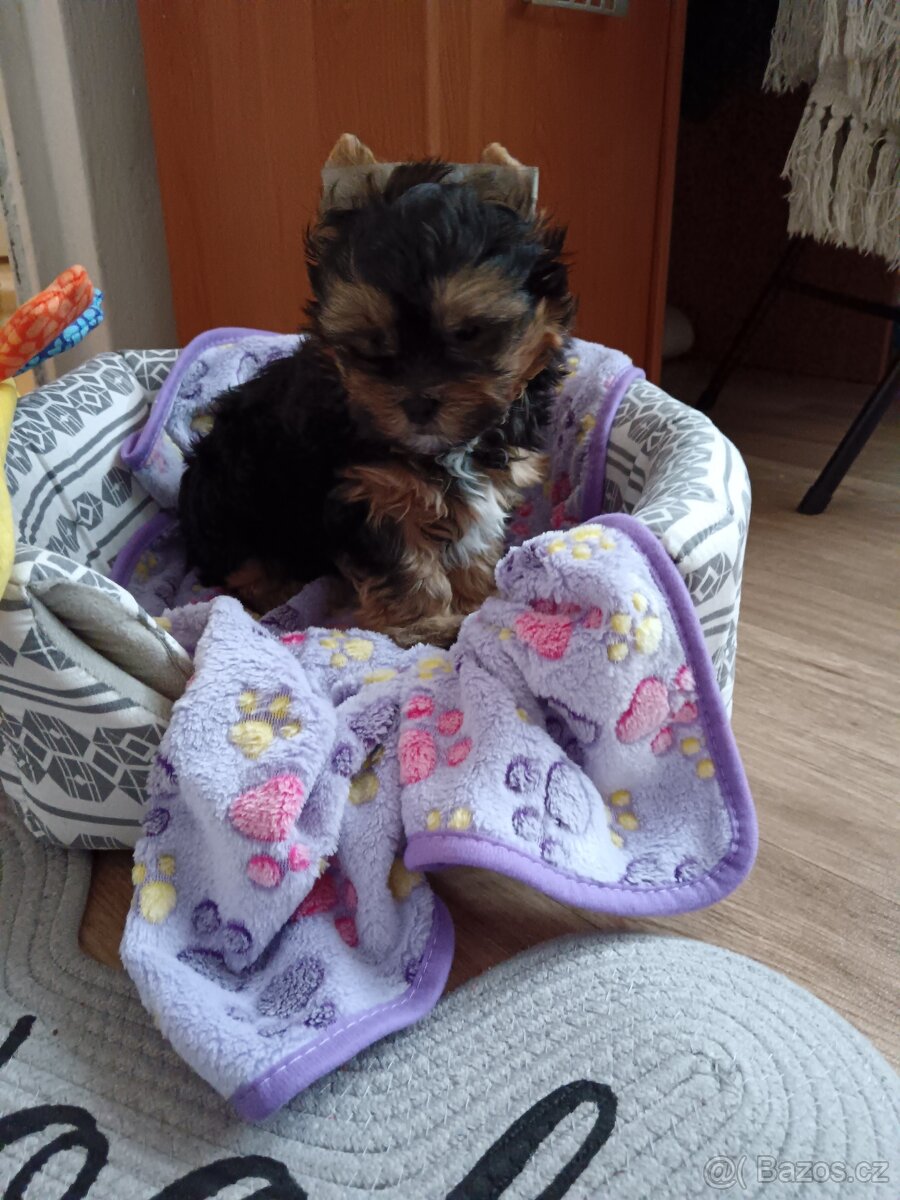 Jorkšírský teriér -štenátko