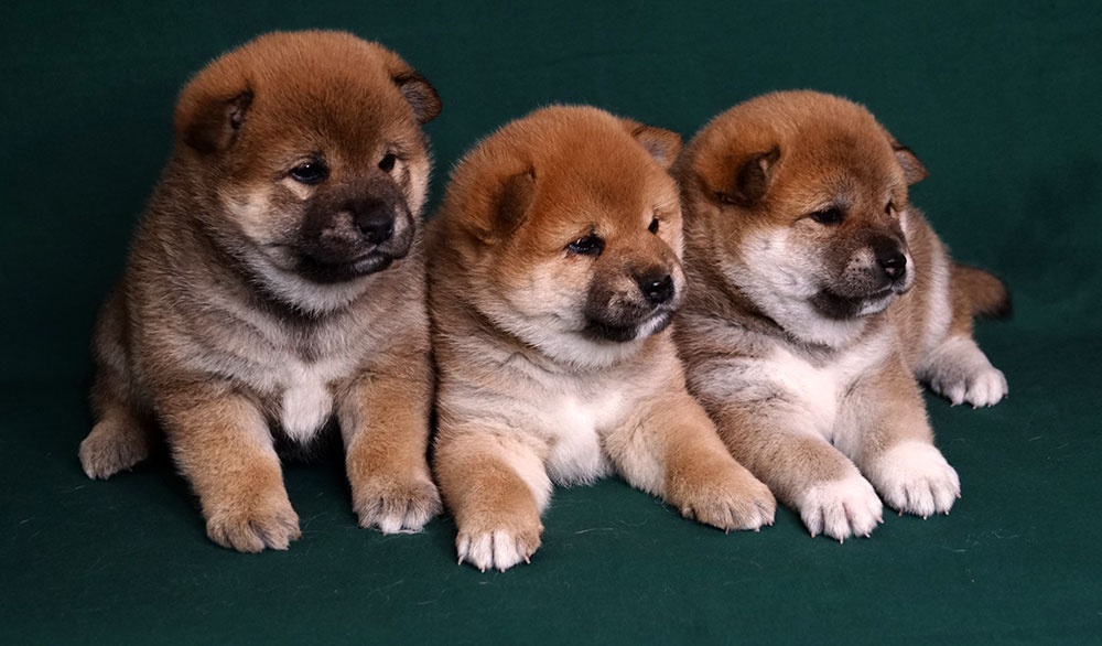 Shiba-Inu s PP FCI