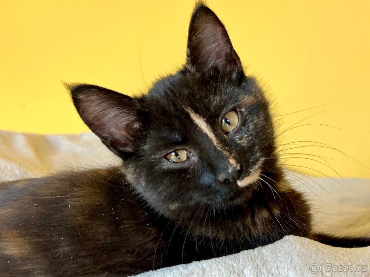 Mainská mývalí křížená - už jen kočičky