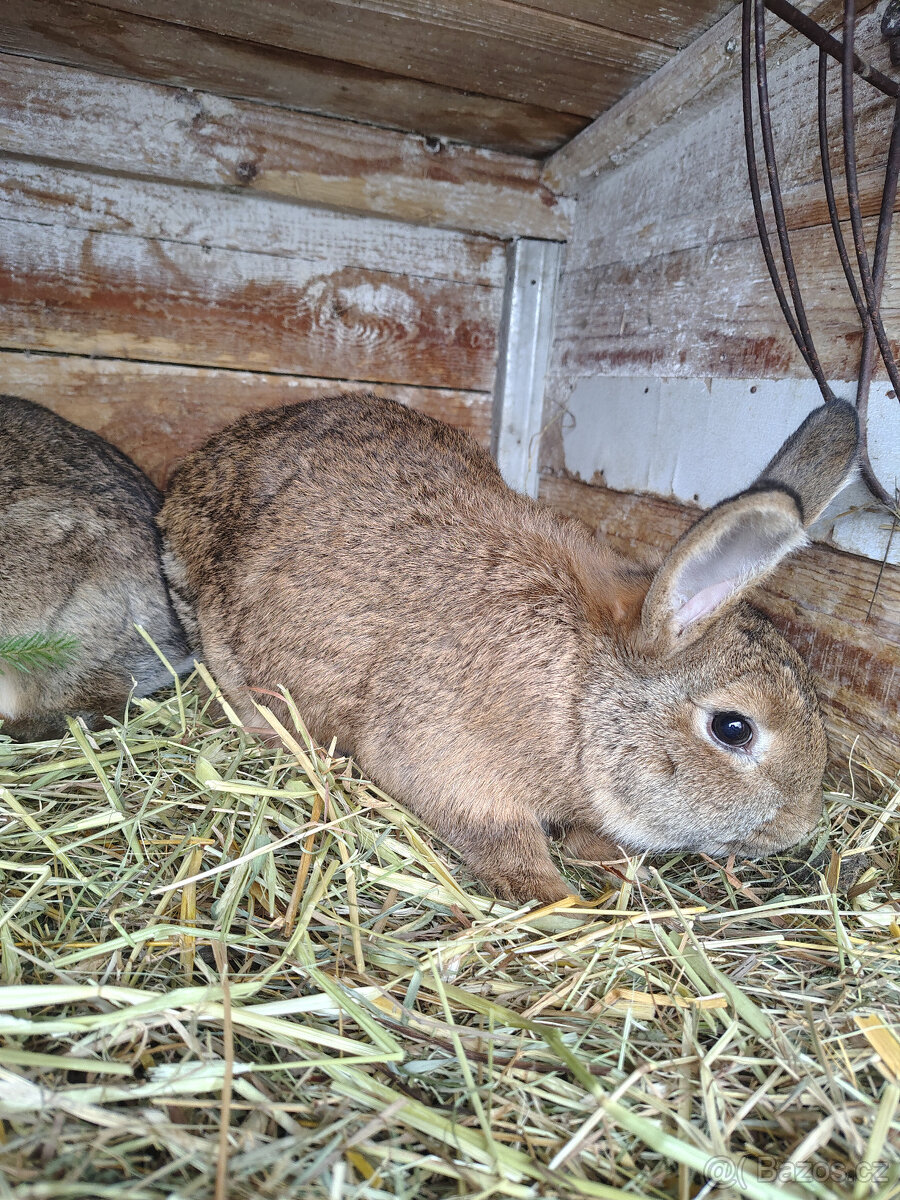 Králík - samci