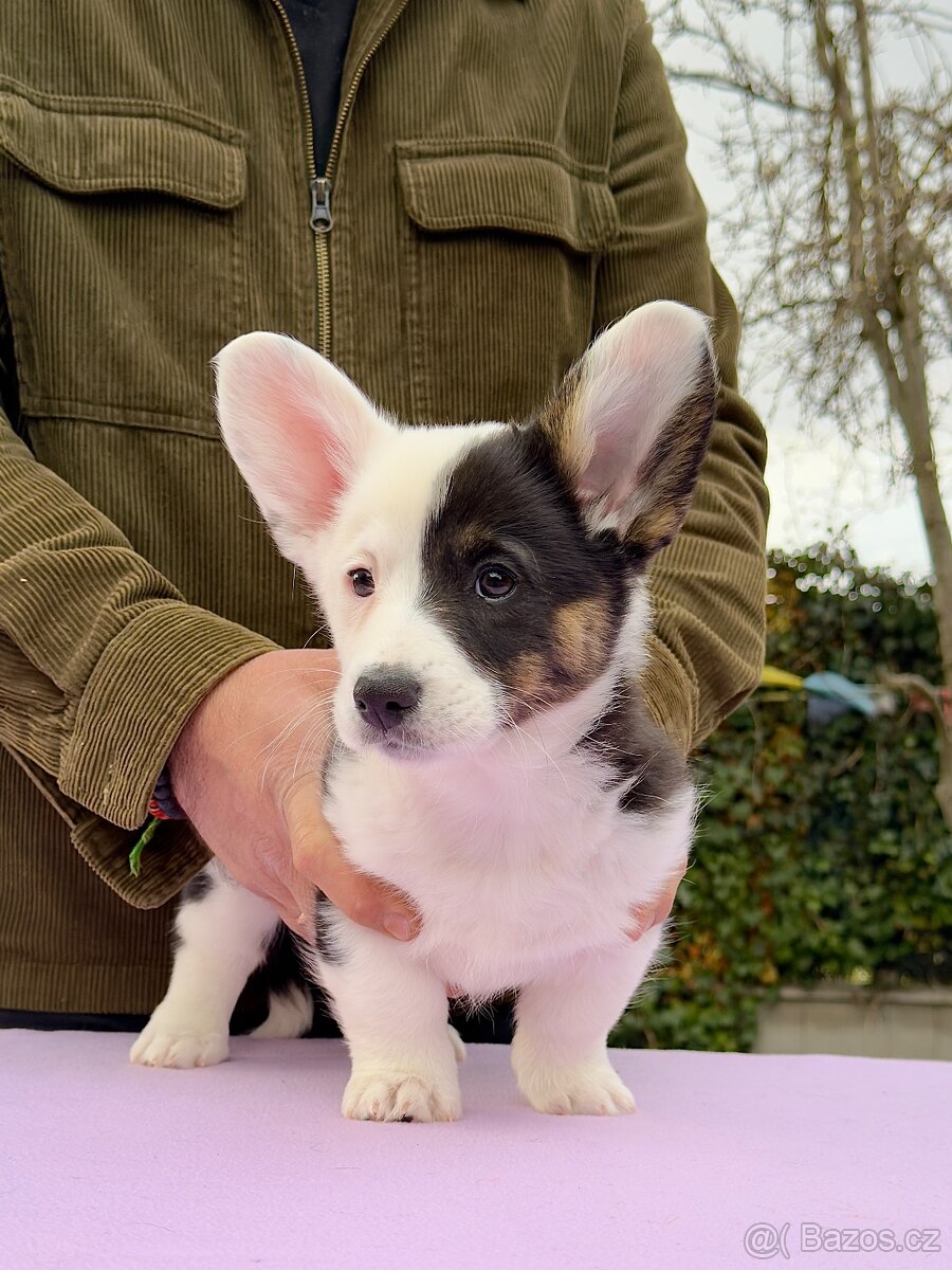 Welsh corgi cardigan s PP.