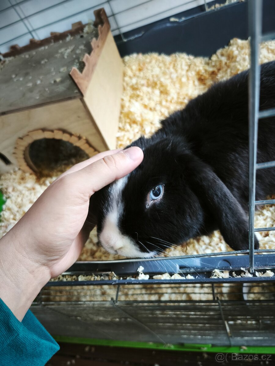 Zakrslý králík satén beránek