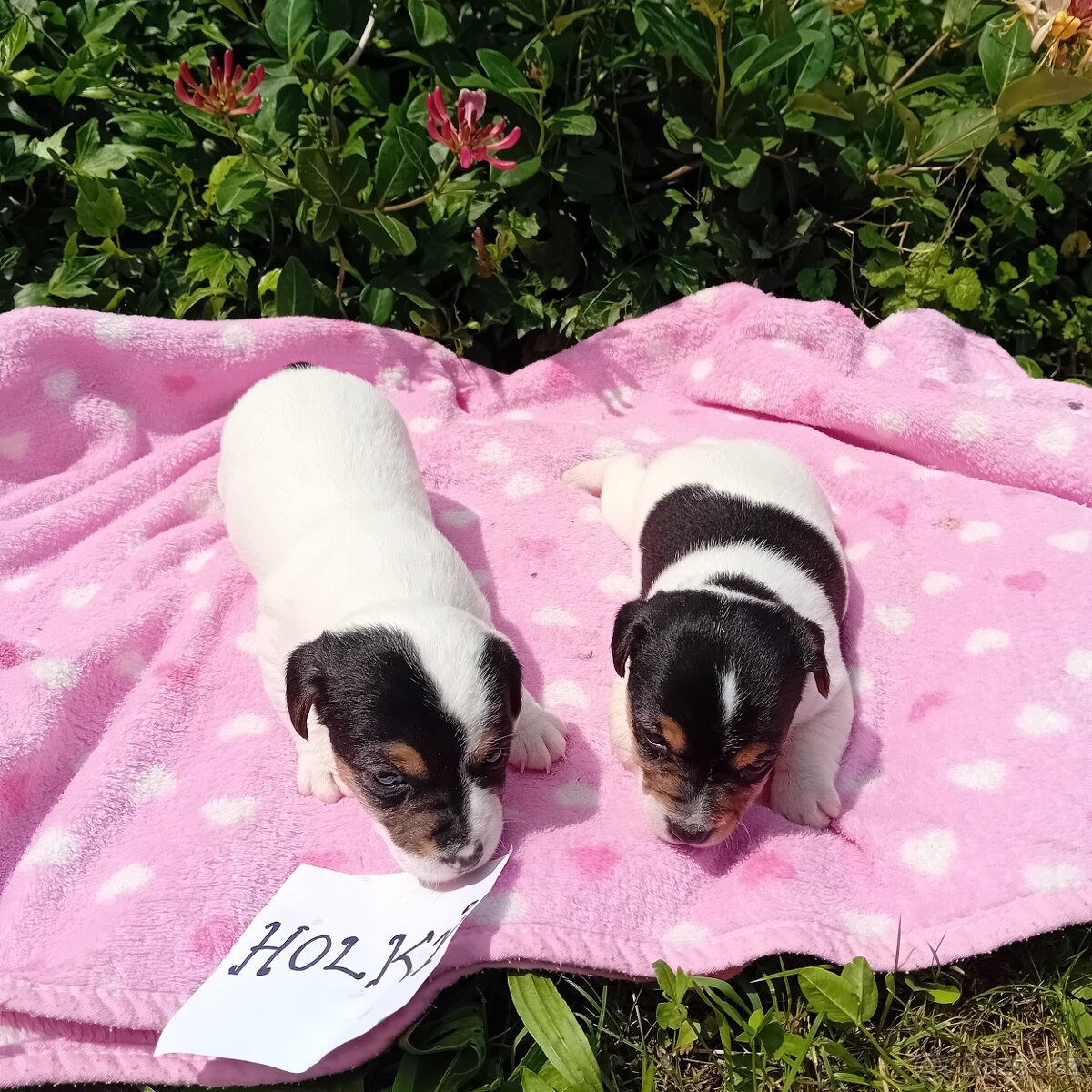 Zadam štěňatka jack russel teriera