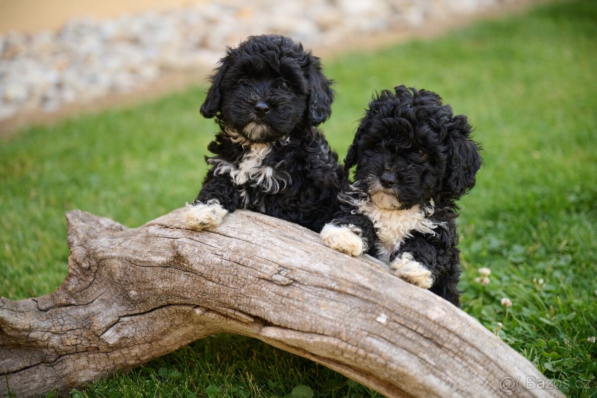 maltipoo