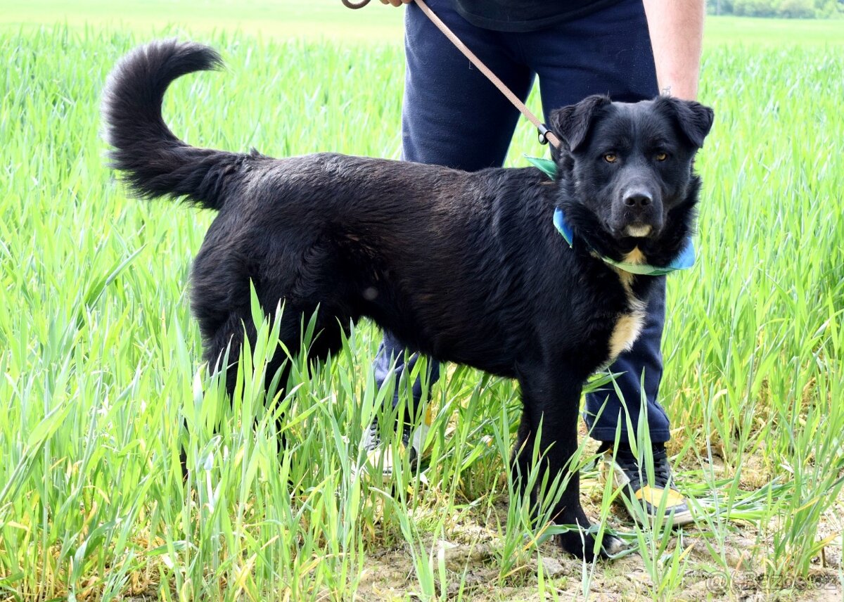 CHICAGO K ADOPCI - 3 ROKY, KONTAKTNÍ, HRAVÝ, AKTIVNÍ
