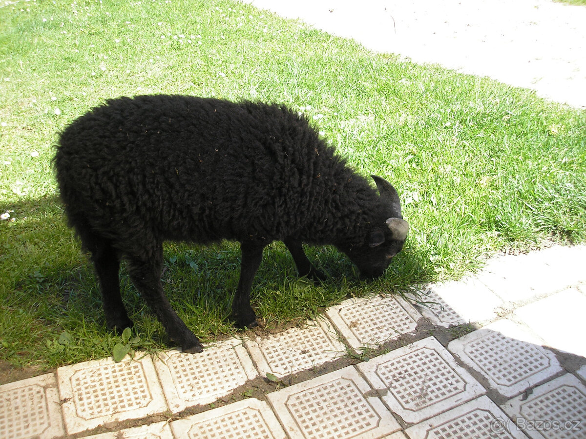 MINI OVEČKA