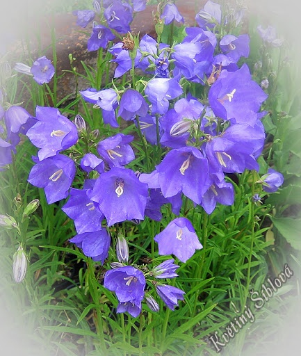 Skalničky,trvalky a cibuloviny,pivoňky,orchideje.