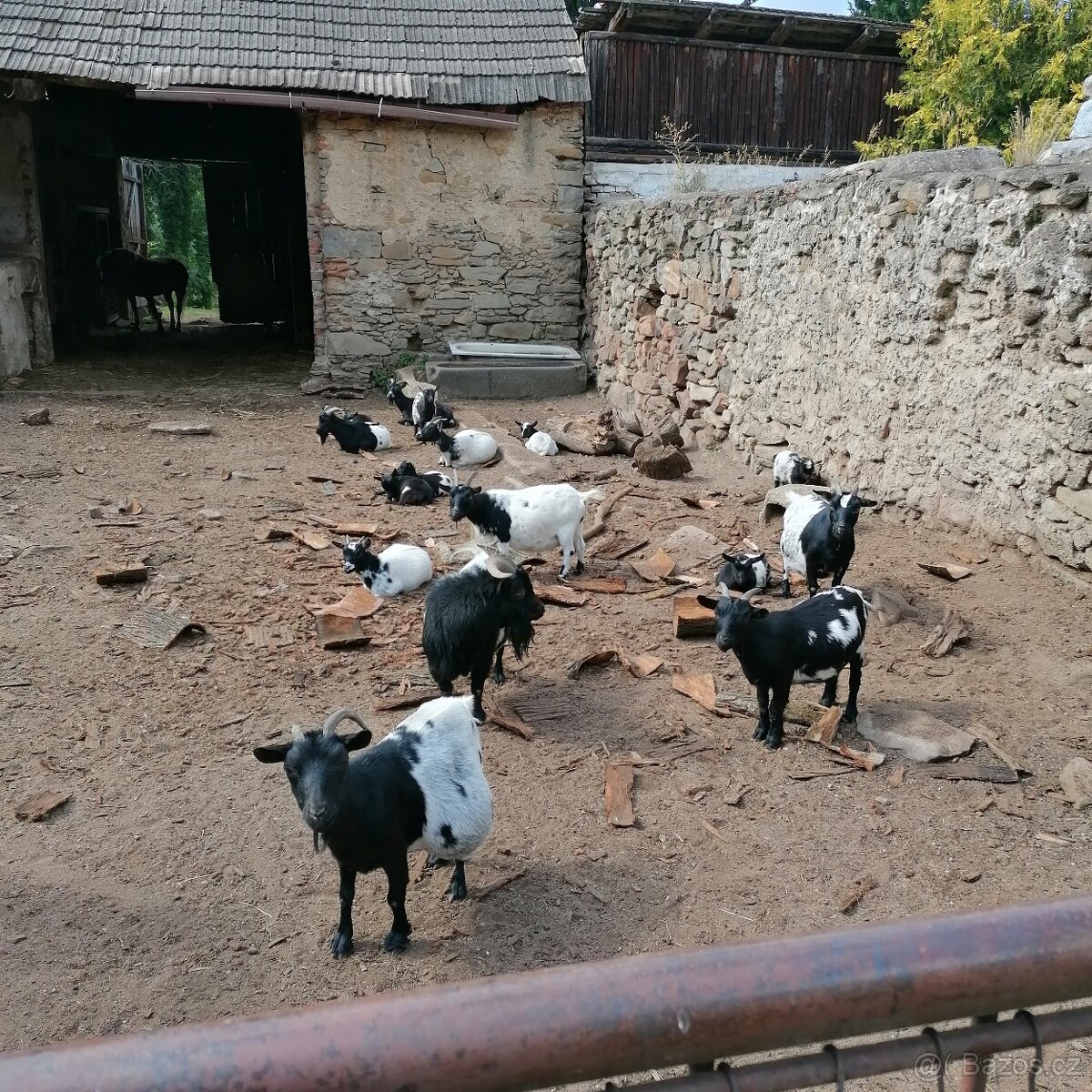 Holandské zakrslé kozy