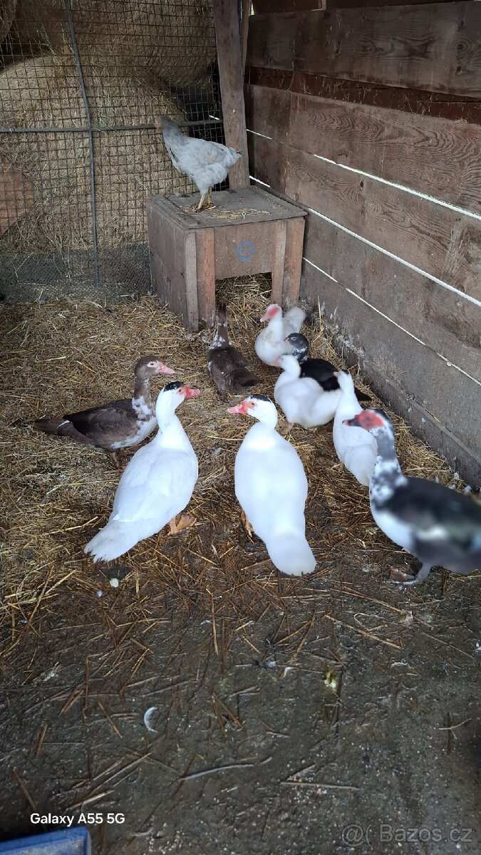 Prodám kachny