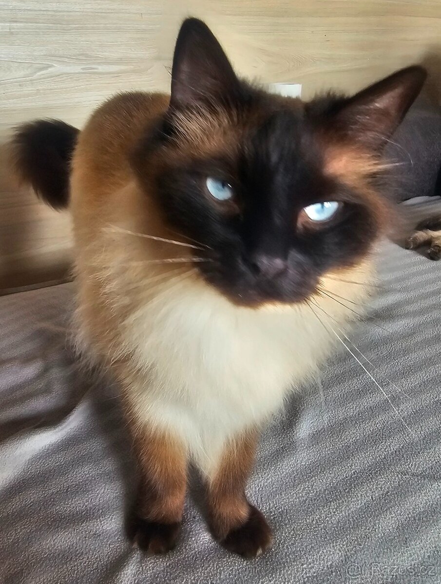 Kocourek Ragdoll ke krytí