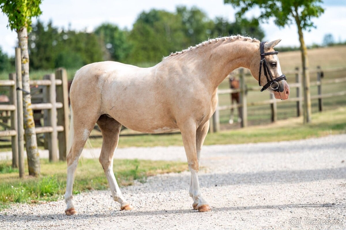 5 léta Welsh pony Prodej, výměna